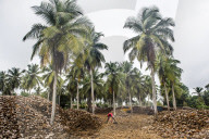 Coconut farm in Assinie, Ivory coast