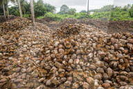 Coconut farm in Assinie, Ivory coast