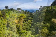 Jungle in Bioko, Equatorial Guinea