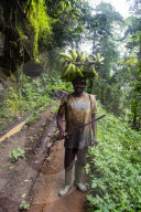 Man carrying a huge plantain on his head, Volcanic lake Barombi, Kumba, southwest Cameroon