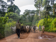 Local cow herd deep in the jungle, Cameroon