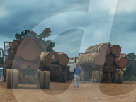 Loogin trucks, deep in the jungle of Cameroon
