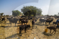 Animal market in Niamey, Niger