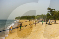 Local fishermen pulling their nets on a beach in Robertsport, Liberia