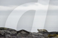 Seal, Westfjords, Iceland