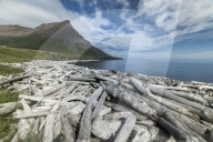 Strandir Coast, Westfjords, Iceland. Driftwood from Siberia.