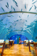 Views from Ithaa, the undersea restaurantÂ at Conrad Maldives.
