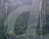 Mother nature recolonises an abandoned quarry in the Peak District