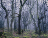 Twisted, gnarled trees spiral to the light on a misty morning in Padley Gorge.