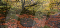 A millstone lies covered in red autumn leaves with the adjacent woodland in full autumn colour. in Padley Gorge, Grindleford.