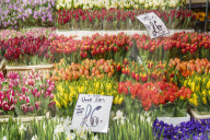Columbia Road Flower Market, a very popular Sunday market between Hoxton and Bethnal Green in East London.
