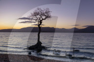 Lone tree with swans, Milarrochy Bay, Loch Lomond, Scotland, UK, Europe
