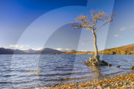 Lone tree, Milarrochy Bay, Loch Lomond, Scotland, UK, Europe