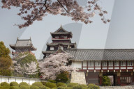 Momoyama castle during cherry blossom season, Kyoto.
