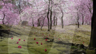 Camelia fallen on moss garden during plum blossom, Jonan-gu shrine, Kyoto.