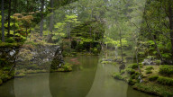 The moss gardens of Saiho-ji temple, Kyoto.