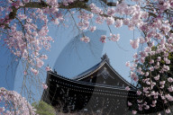 Cherry blossom in Yuzen-en gardens, Kyoto.