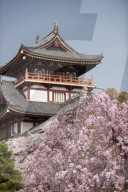 Momoyama castle during cherry blossom season, Kyoto.