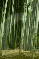 Bamboo forest in Kodai-ji temple, Kyoto, Japan.