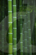 Bamboo forest in Tenryu-ji temple, Kyoto, Japan.