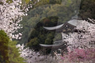Cherry blossoms in Kaju-ji temple, Kyoto.