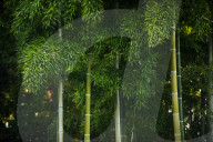 Bamboo grove in Kennin-ji temple, Kyoto, Japan.