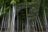Bamboo forest in Arashiyama, Kyoto, Japan.