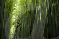 The Arashiyama Bamboo Alley, Kyoto, Japan.