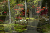 Autumn colours in the moss garden of Saiho-ji temple, a UNESCO World Heritage site of Kyoto, Japan.