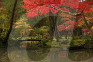 Autumn colours in the moss garden of Saiho-ji temple, a UNESCO World Heritage site of Kyoto, Japan.
