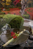 Tsukubai water basin with autumn decoration, Enko-ji temple, Kyoto.