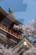 Momoyama castle during cherry blossom season, Kyoto.