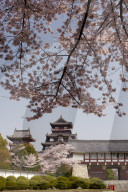 Momoyama castle during cherry blossom season, Kyoto.