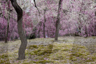 Plum blossom in Jonan-gu shrine, Kyoto.