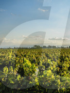Vineyard of Bodega Viamonte, Lujan de Cuyo, Mendoza Province, Argentina
