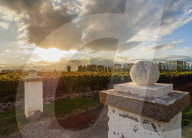Vineyard of Bodega Viamonte, sunset, Lujan de Cuyo, Mendoza Province, Argentina