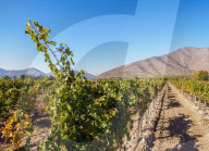 Santa Rita Vineyard, Alto Jahuel, Buin, Santiago Metropolitan Region, Chile