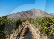 Santa Rita Vineyard, Alto Jahuel, Buin, Santiago Metropolitan Region, Chile