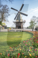 Windmill and tulips at Keukenhof Gardens. Lisse, South Holland province, Netherlands.