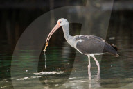 Juvenile White Ibis (Eudocimus albus) eating shrimp