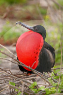 Male Magnificent Frigatebird (Fregata magnificens) with inflated gular sac North Seymour Island Galapagos National Park, Ecuador