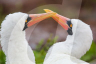 Portrait of Nazca Boobies (Sula granti), Genovesa Island, Galapagos National Park, Ecuador