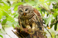 Barred owl (Strix varia) sitting on a tree. Barred owl is best known as the hoot owl for its distinctive call