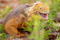 Galapagos Land Iguana eating flowers (Conolophus subcristatus), on North Seymour island, Galapagos National Park, Ecuador