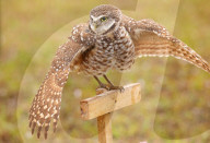 Burrowing Owl (Athene cunicularia) spreading wings in the rain