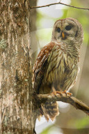Barred owl (Strix varia) sitting on a tree. Barred owl is best known as the hoot owl for its distinctive call