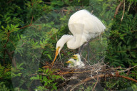 Great Egret (Ardea alba) in a nest with chicks