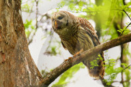 Barred owl (Strix varia) sitting on a tree. Barred owl is best known as the hoot owl for its distinctive call