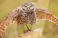 Burrowing Owl (Athene cunicularia) spreading wings in the rain