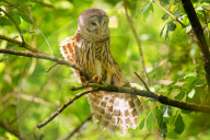 Barred owl (Strix varia) stretching its wing. Barred owl is best known as the hoot owl for its distinctive call